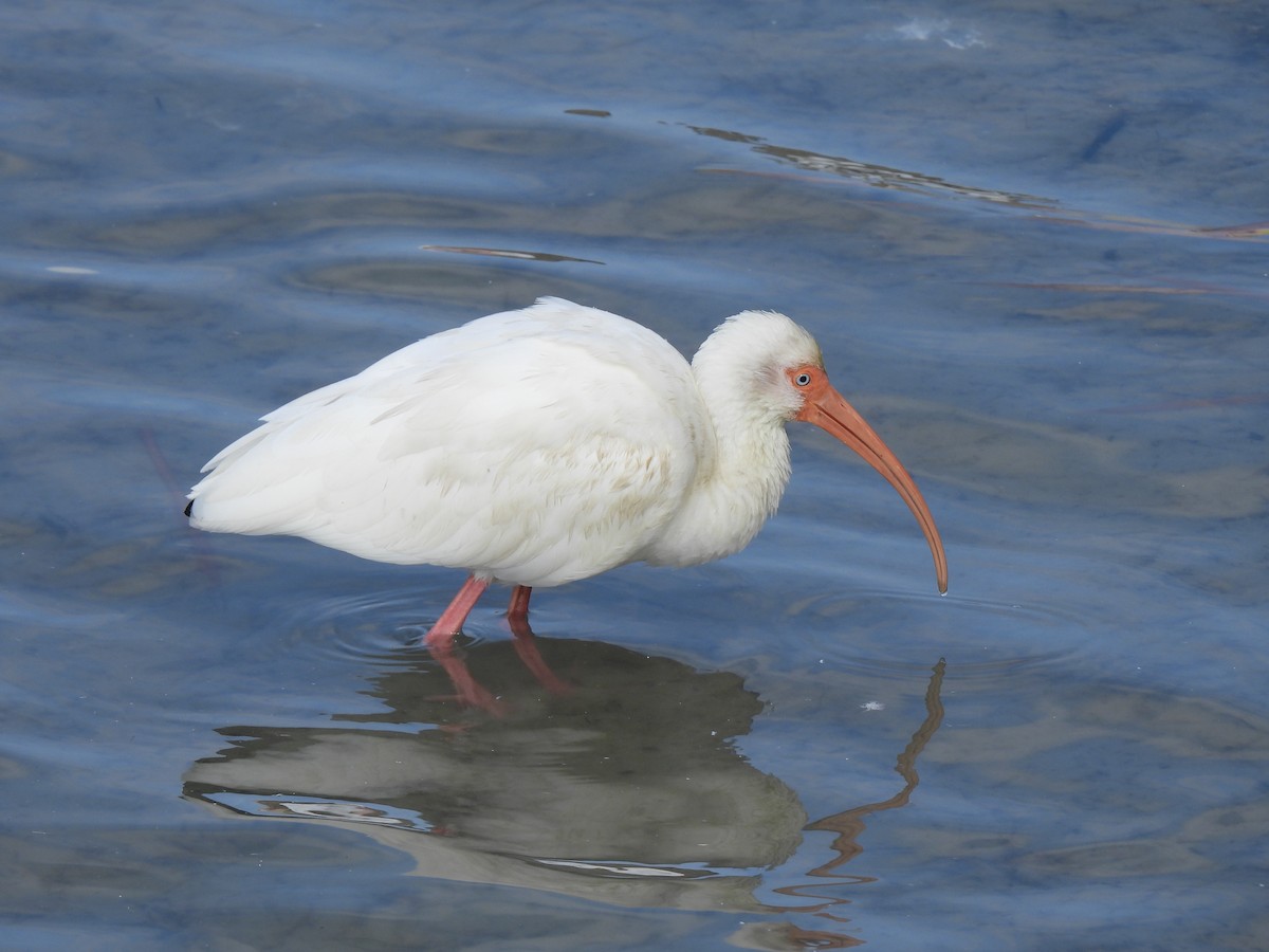 White Ibis - ML646772459