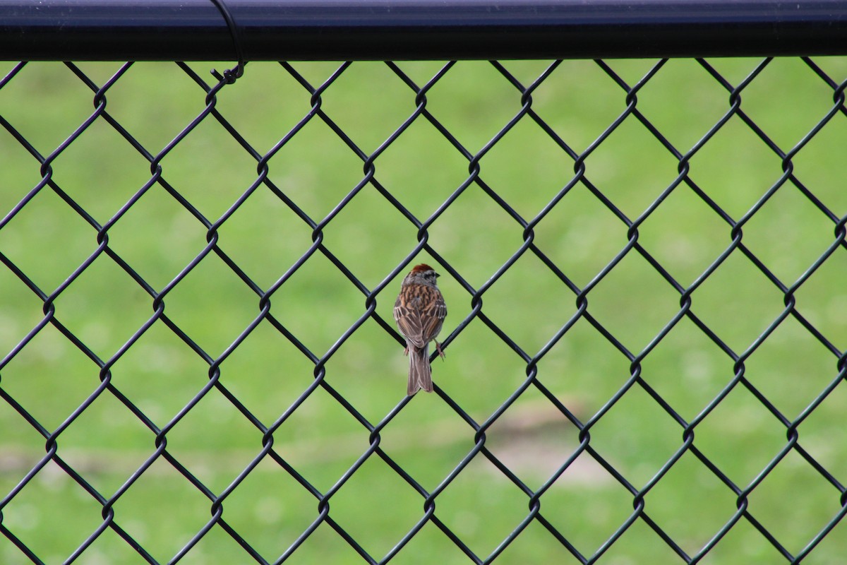 Chipping Sparrow - ML646772461