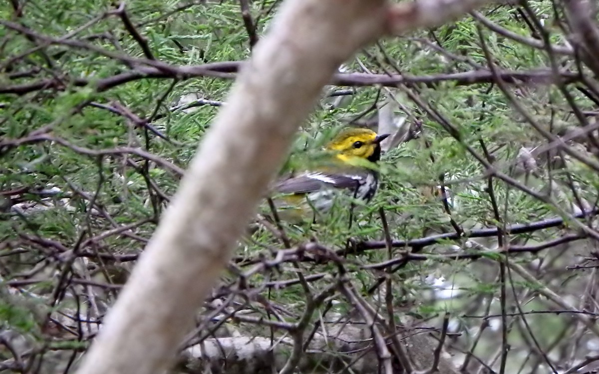 grønnparula - ML646772463