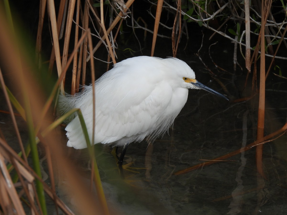 Snowy Egret - ML646772464