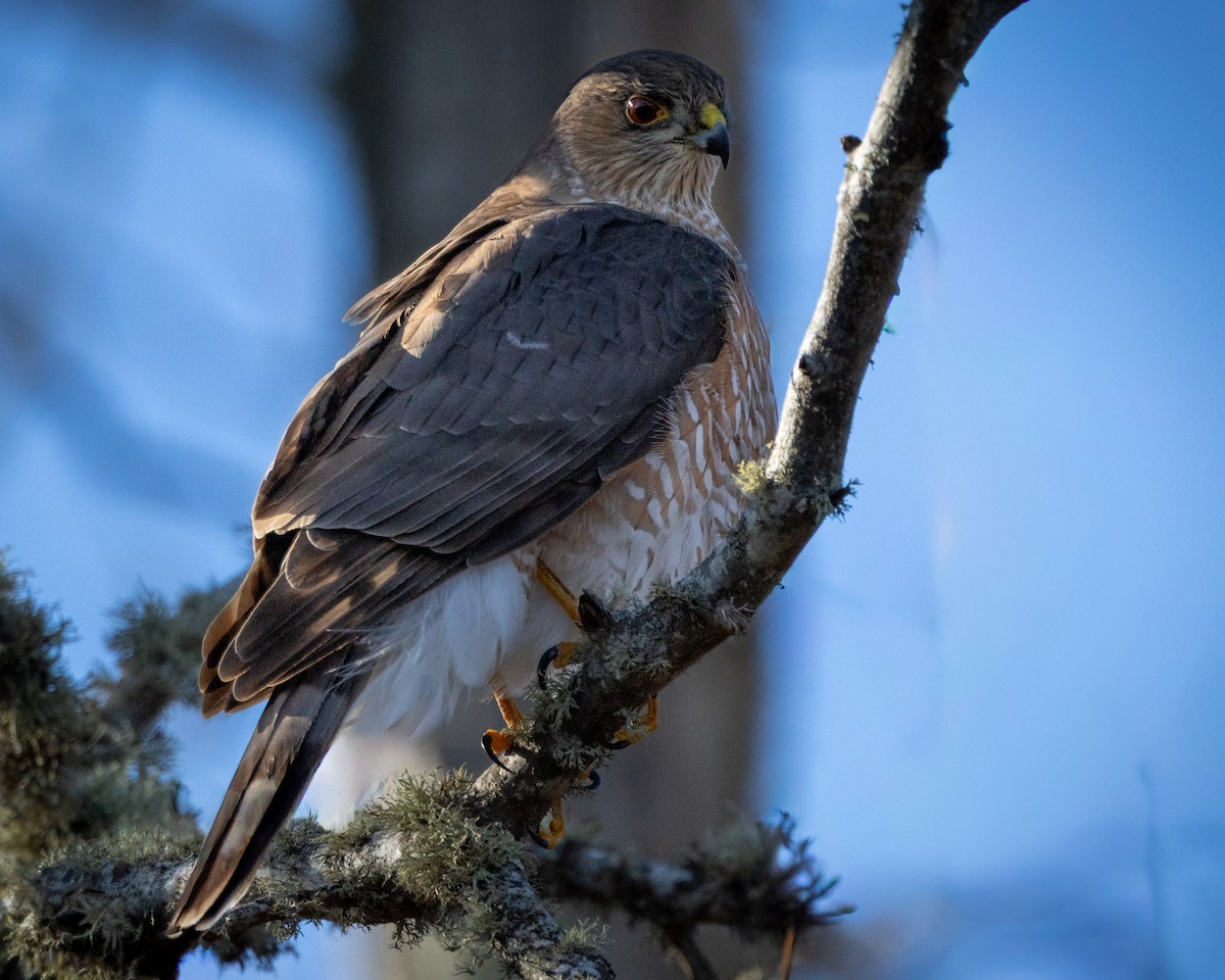 クーパーハイタカ - ML646772465