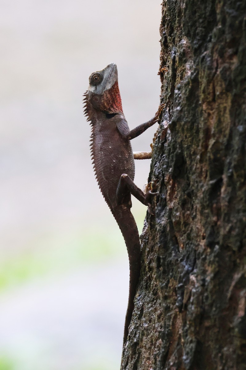 Oriental Garden Lizard - ML646772466