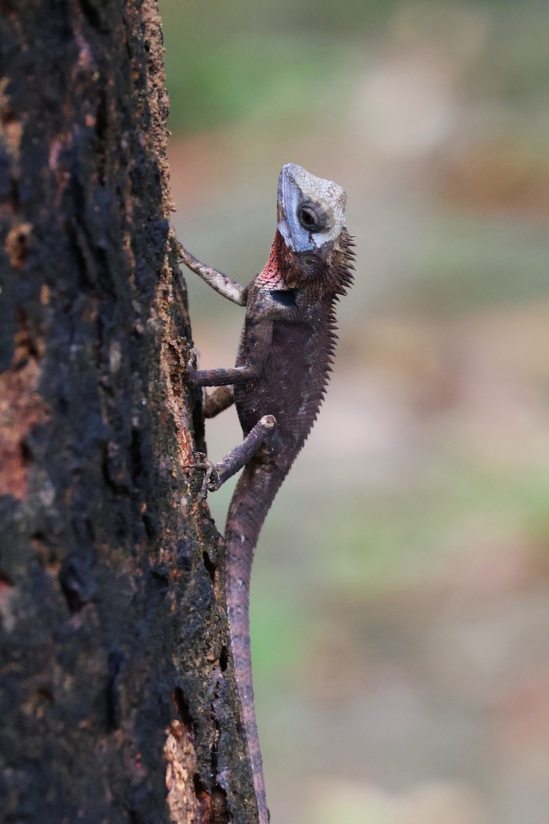 Oriental Garden Lizard - ML646772467