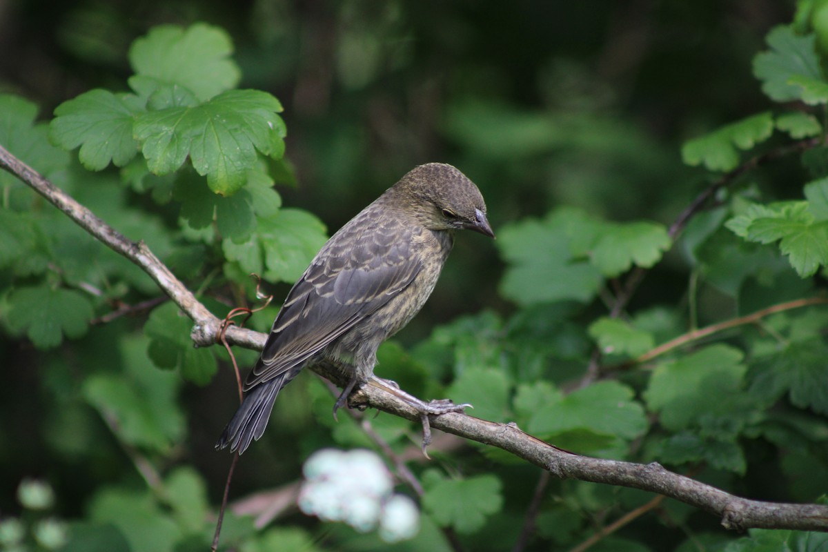 Brown-headed Cowbird - ML646772468
