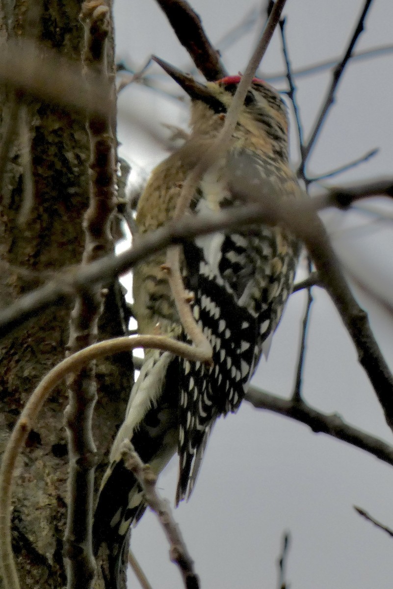 Yellow-bellied Sapsucker - ML646772469