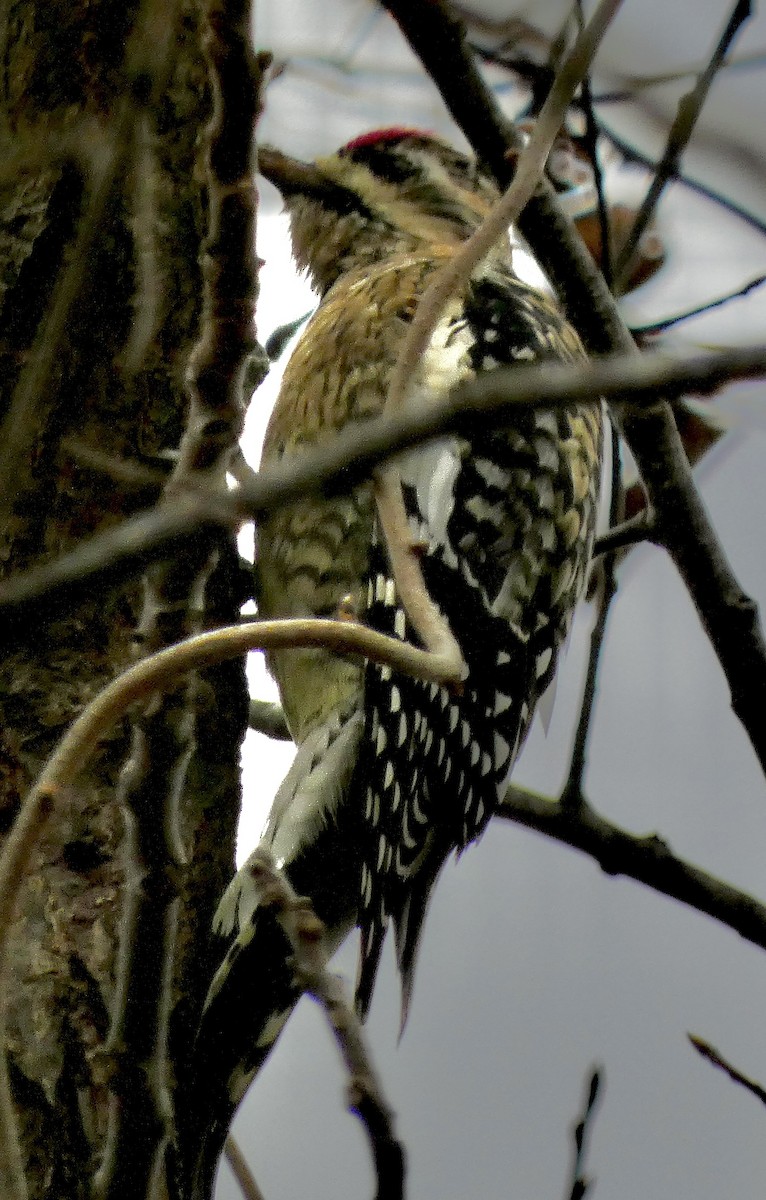 Yellow-bellied Sapsucker - ML646772470