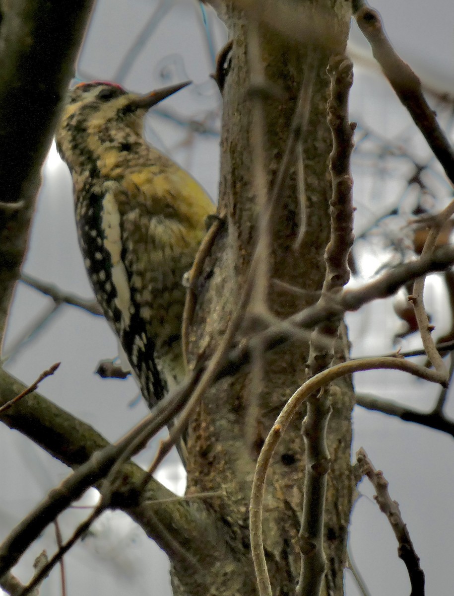 Yellow-bellied Sapsucker - ML646772471