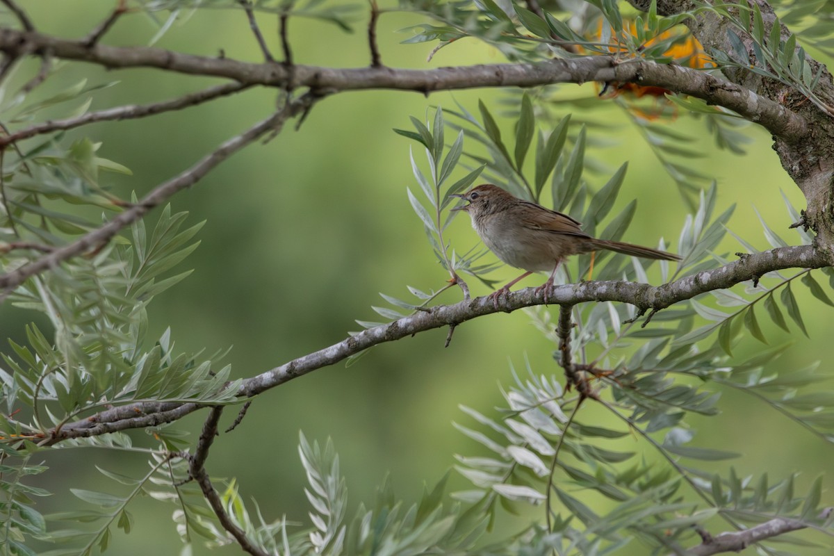 Матата руда - ML646772472