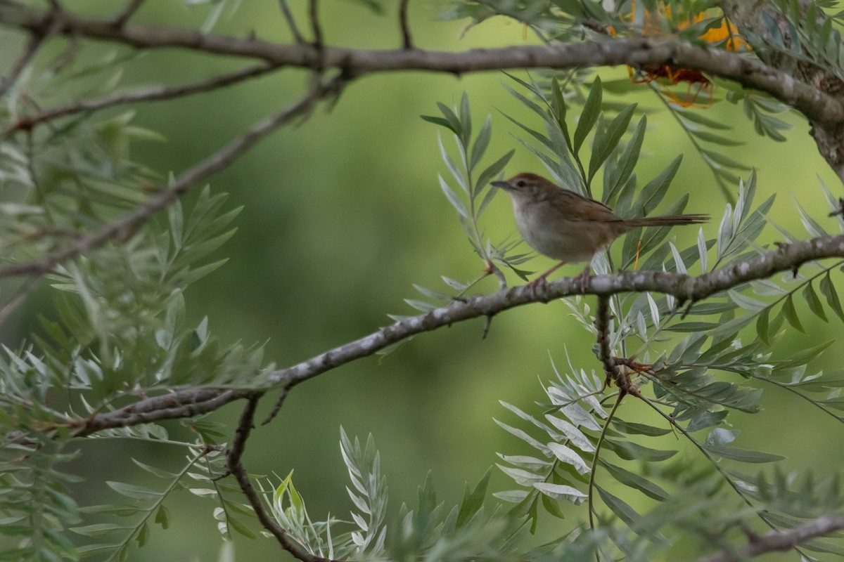 Матата руда - ML646772473