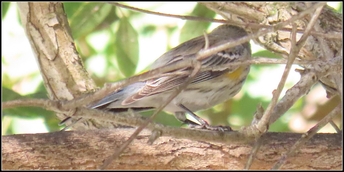 Reinita Coronada - ML646772476