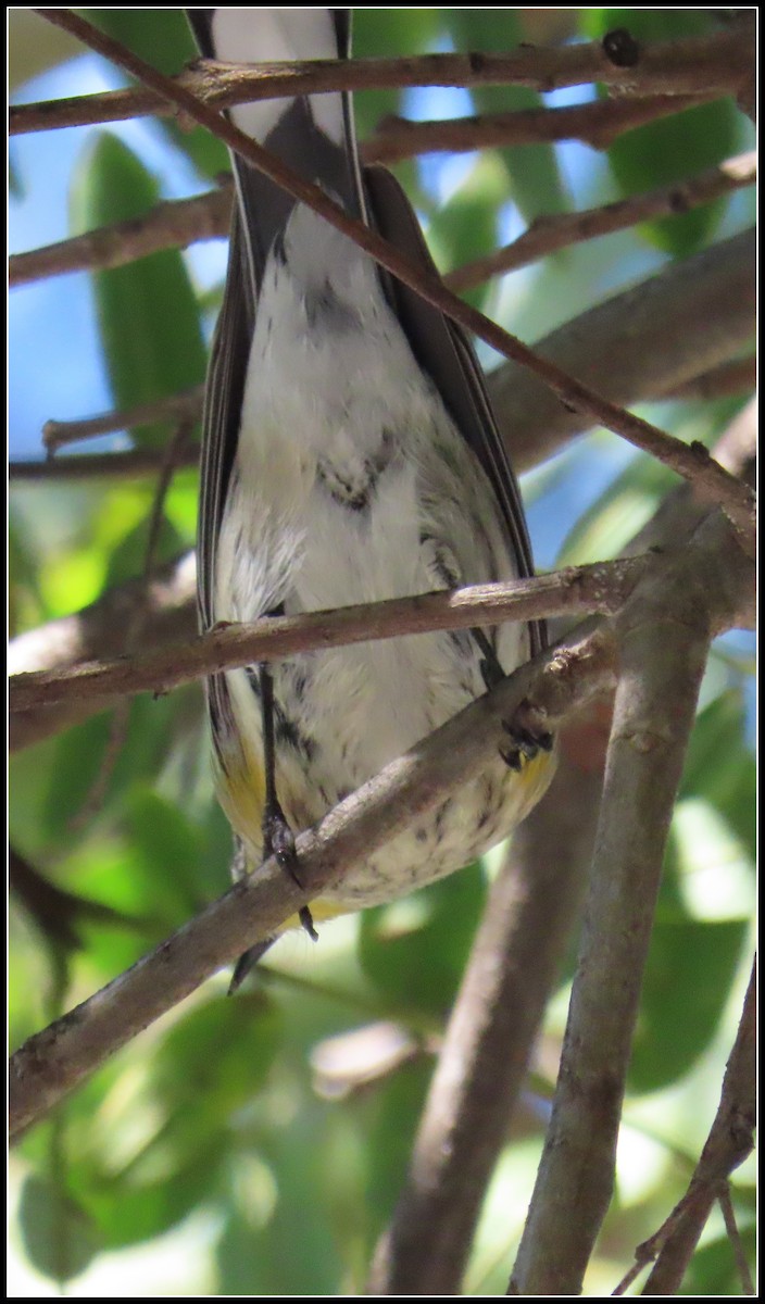 Reinita Coronada - ML646772477