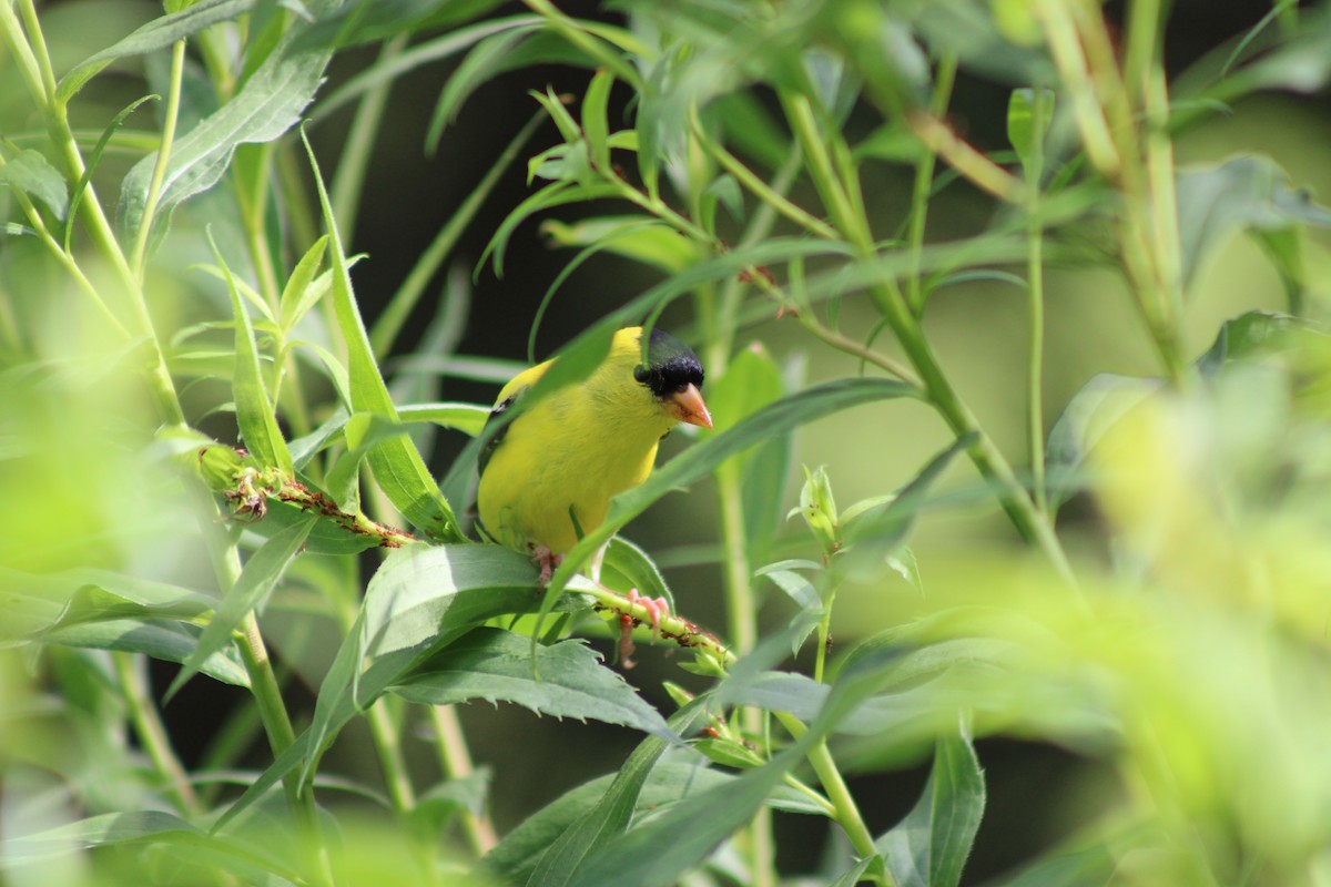 čížek žlutý - ML646772478