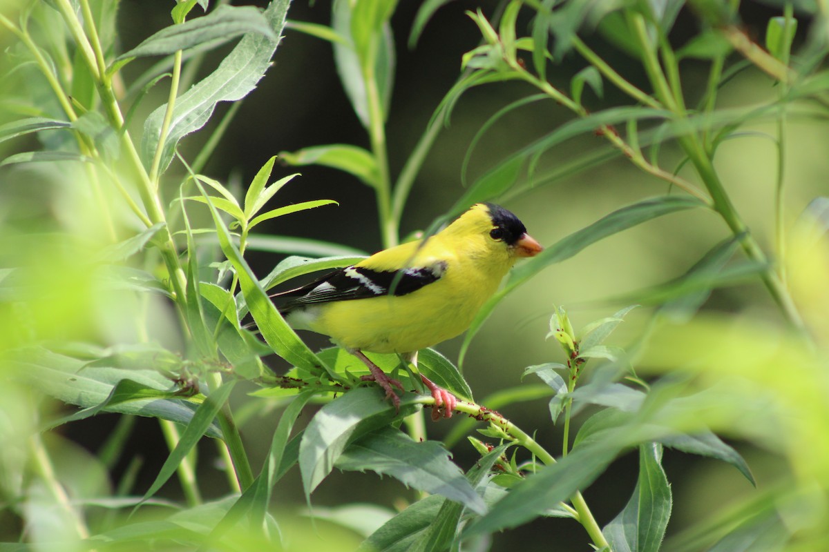 čížek žlutý - ML646772479