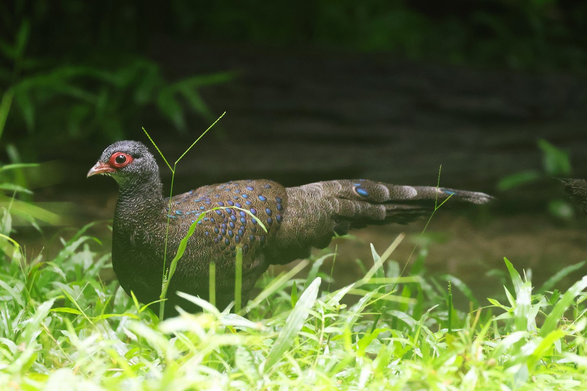 Germain's Peacock-Pheasant - ML646772480