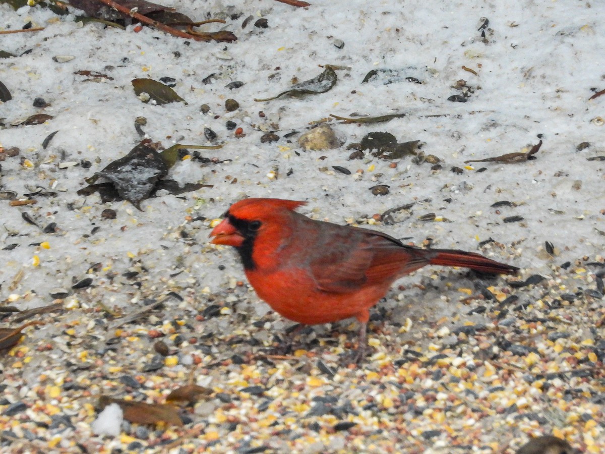 Northern Cardinal - ML646772483