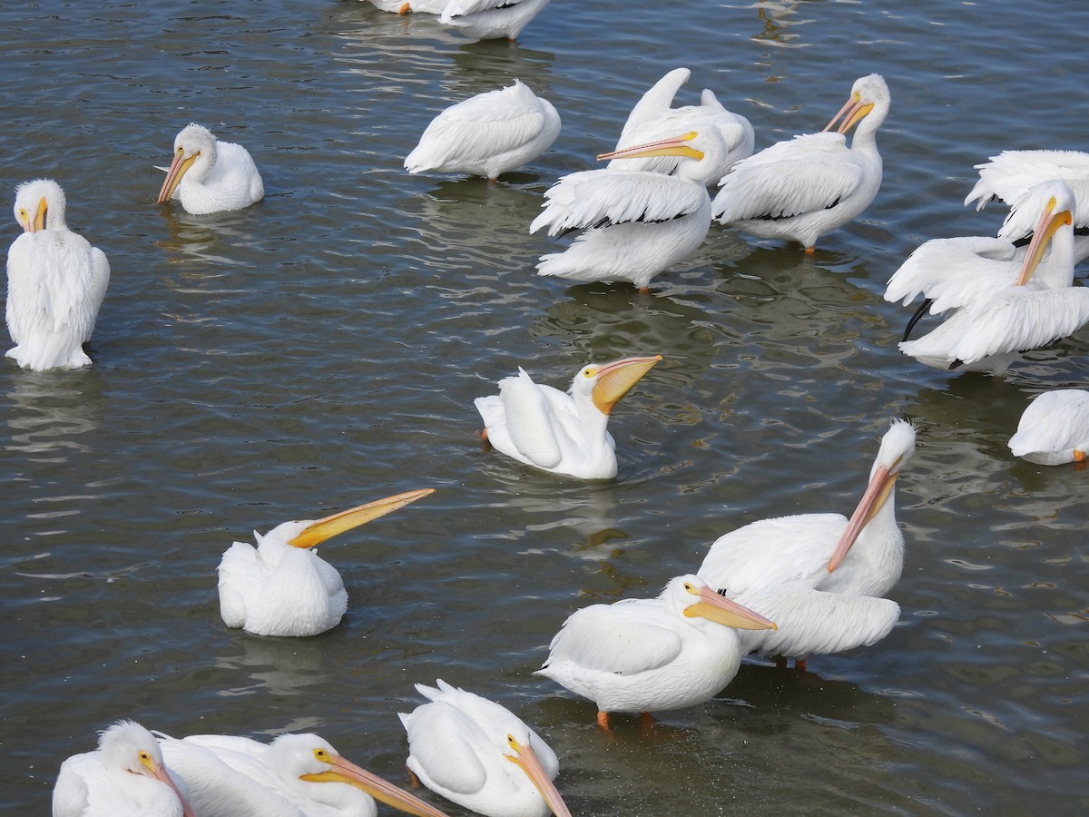 Amerika Pelikanı - ML646772485