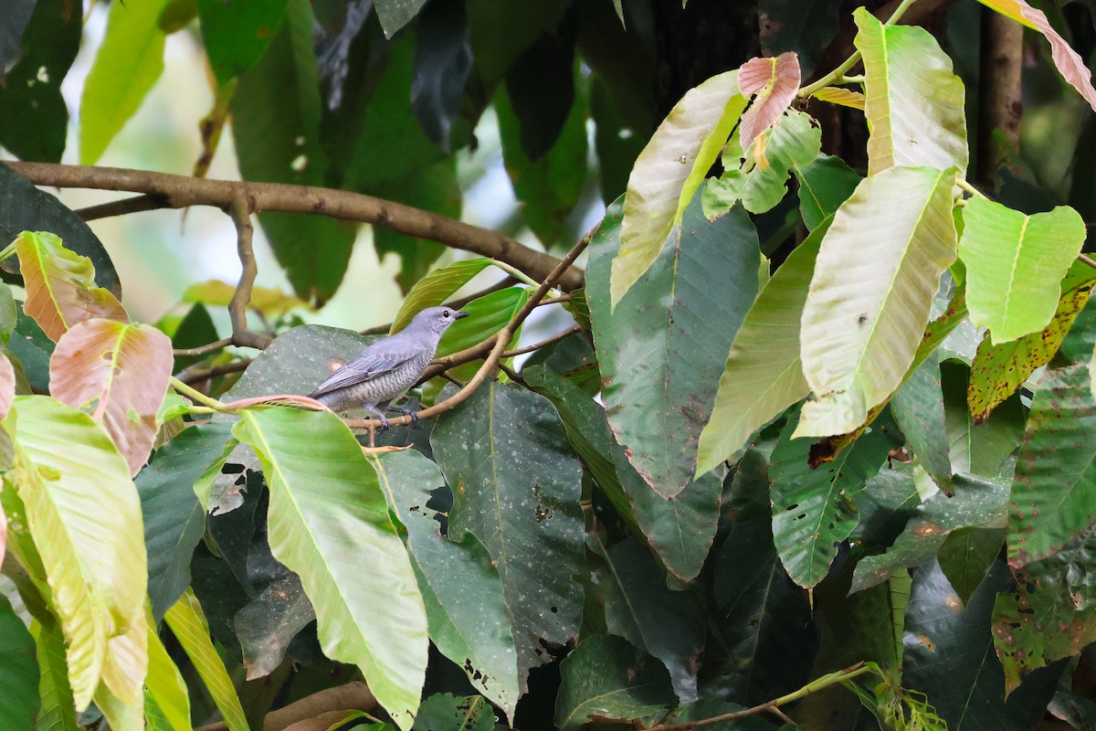Black-winged Cuckooshrike - ML646772486