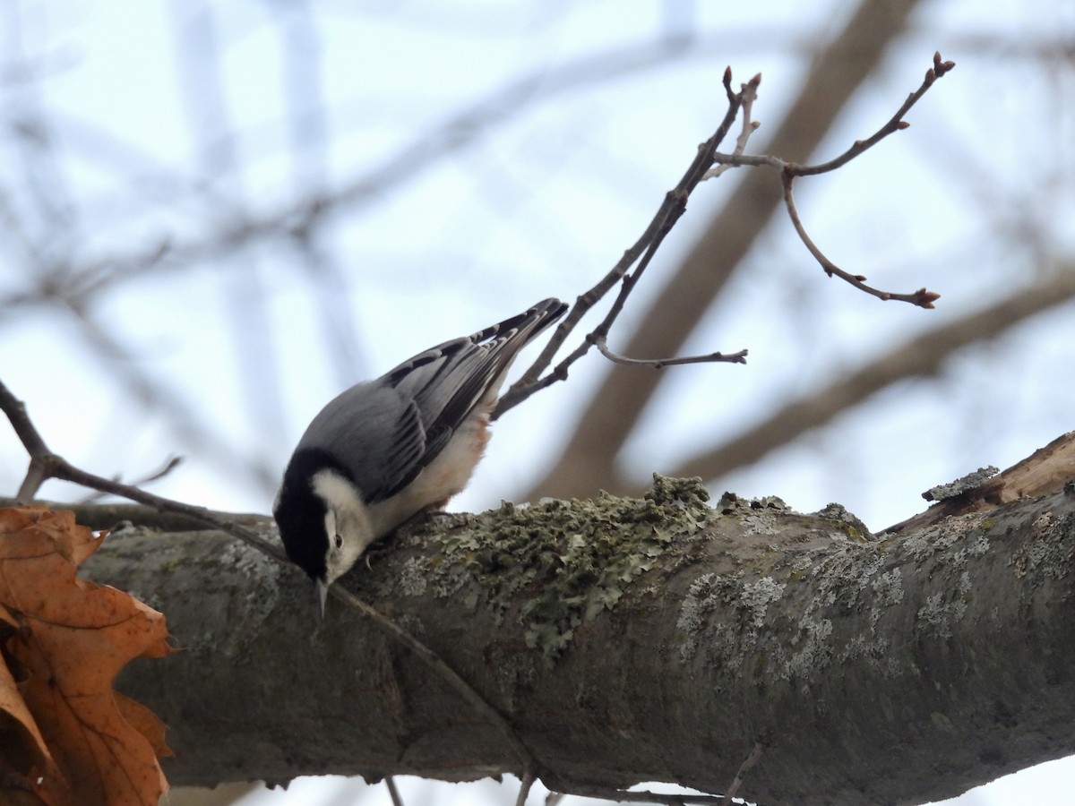 Sittelle à poitrine blanche - ML646772489