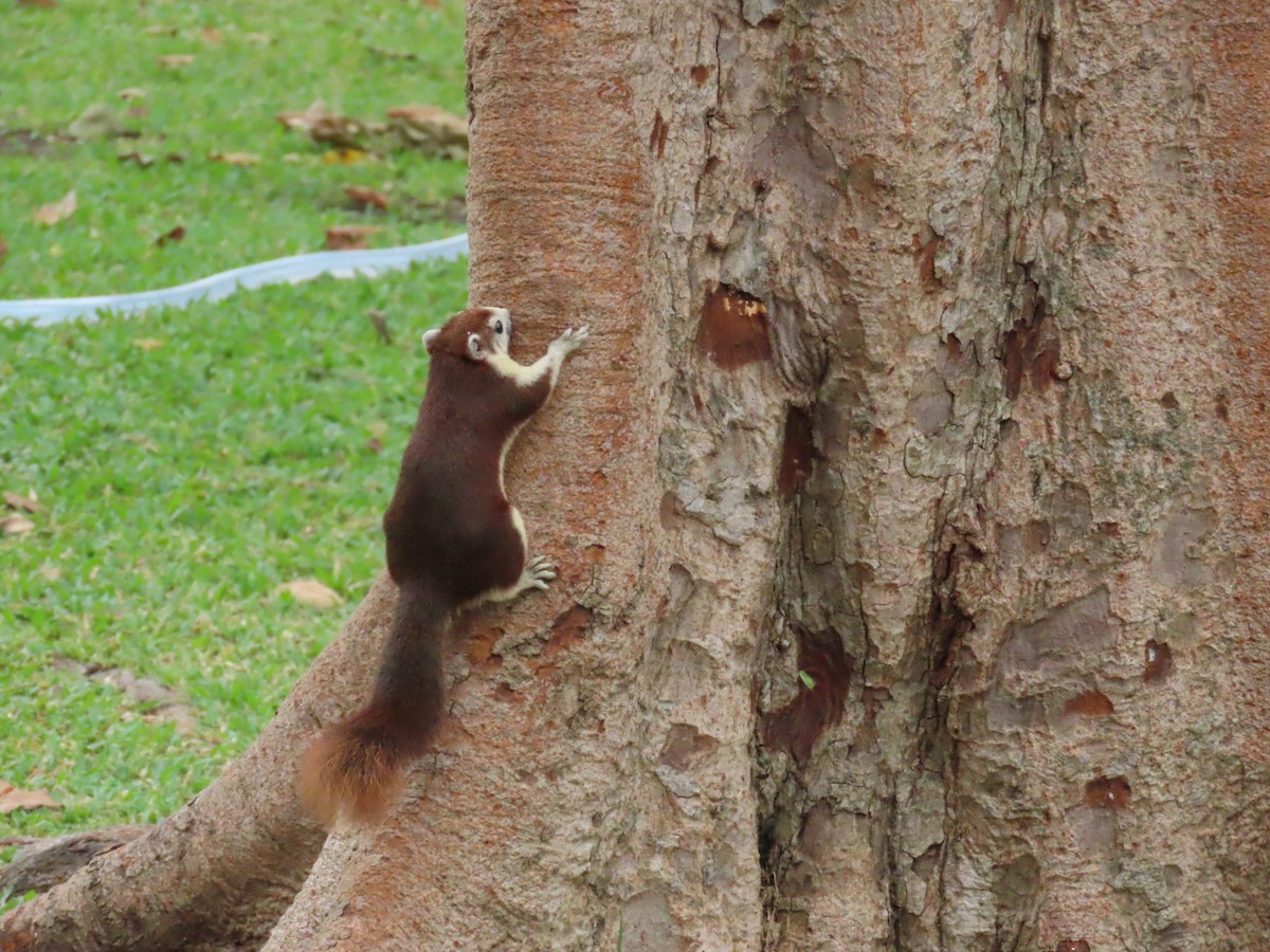 動物界 - ML646772490