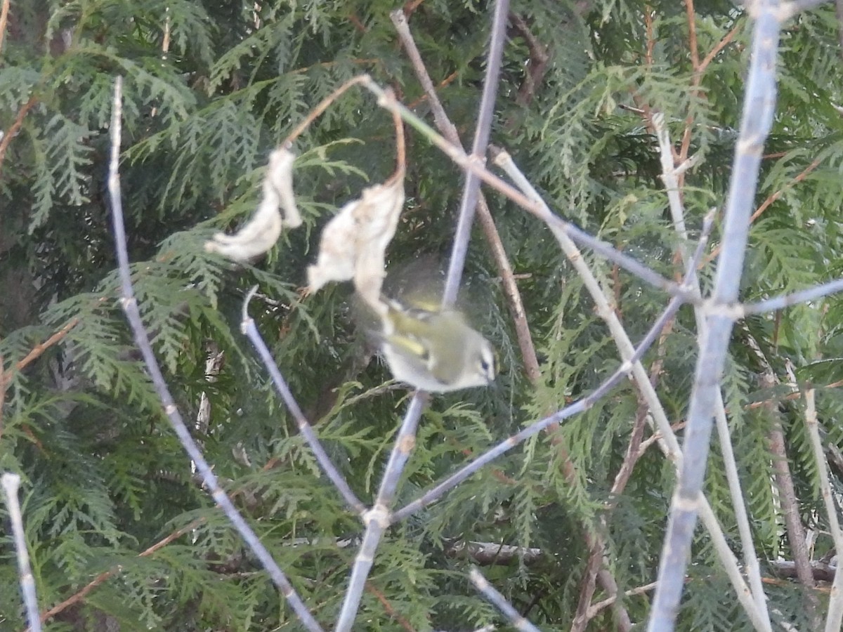 Erregetxo amerikarra - ML646772492