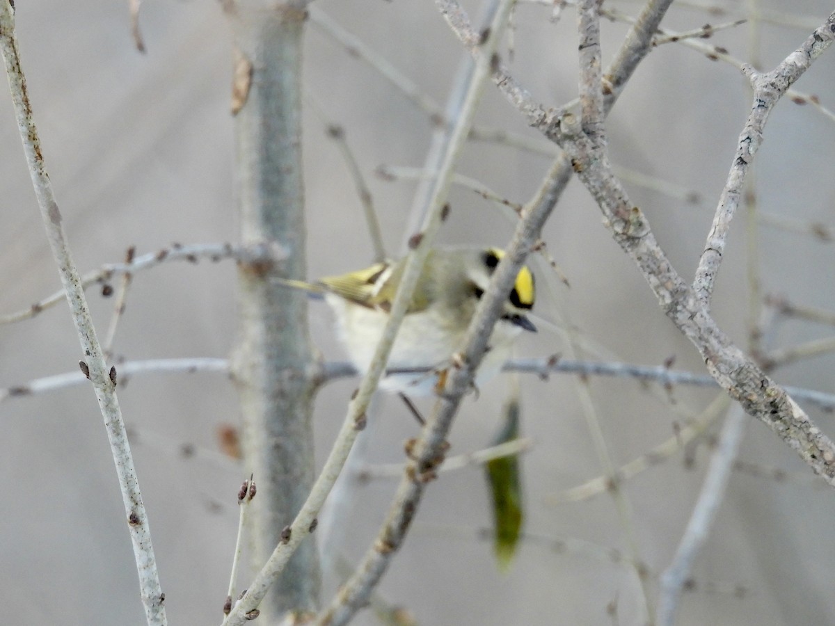 Erregetxo amerikarra - ML646772493