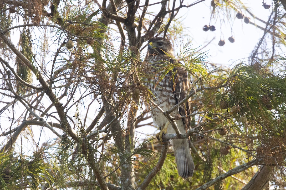 カタアカノスリ - ML646772494