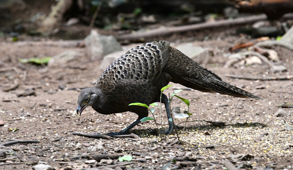 Gray Peacock-Pheasant - ML646772502
