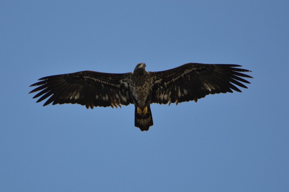 Bald Eagle - ML646772504