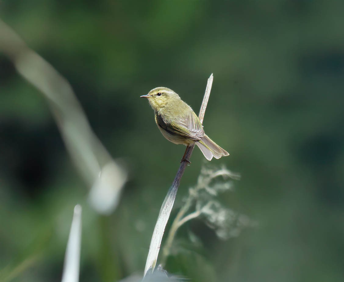 Buff-throated Warbler - ML646772505