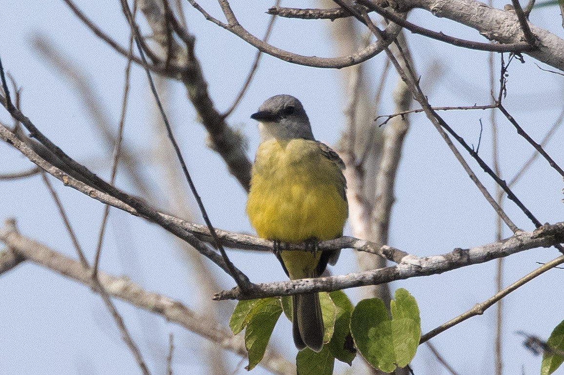 オリーブタイランチョウ - ML646772507