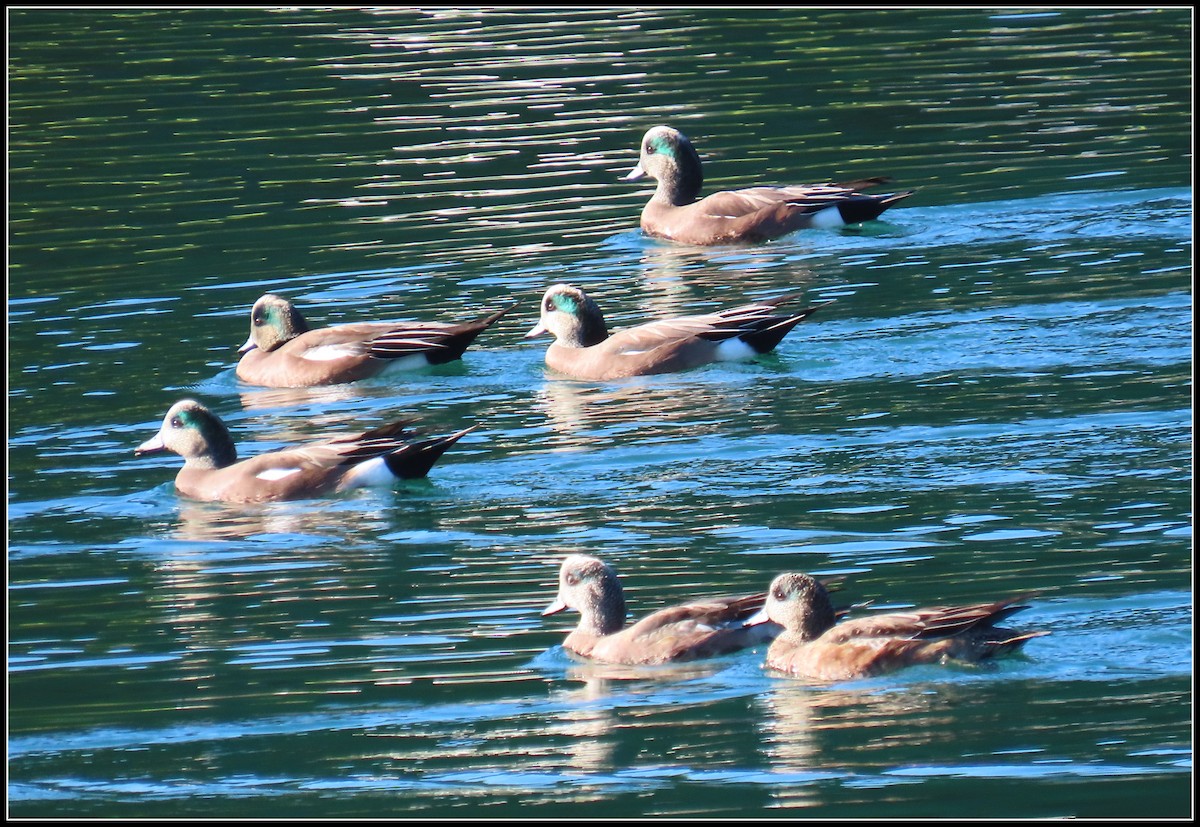 Silbón Americano - ML646772508