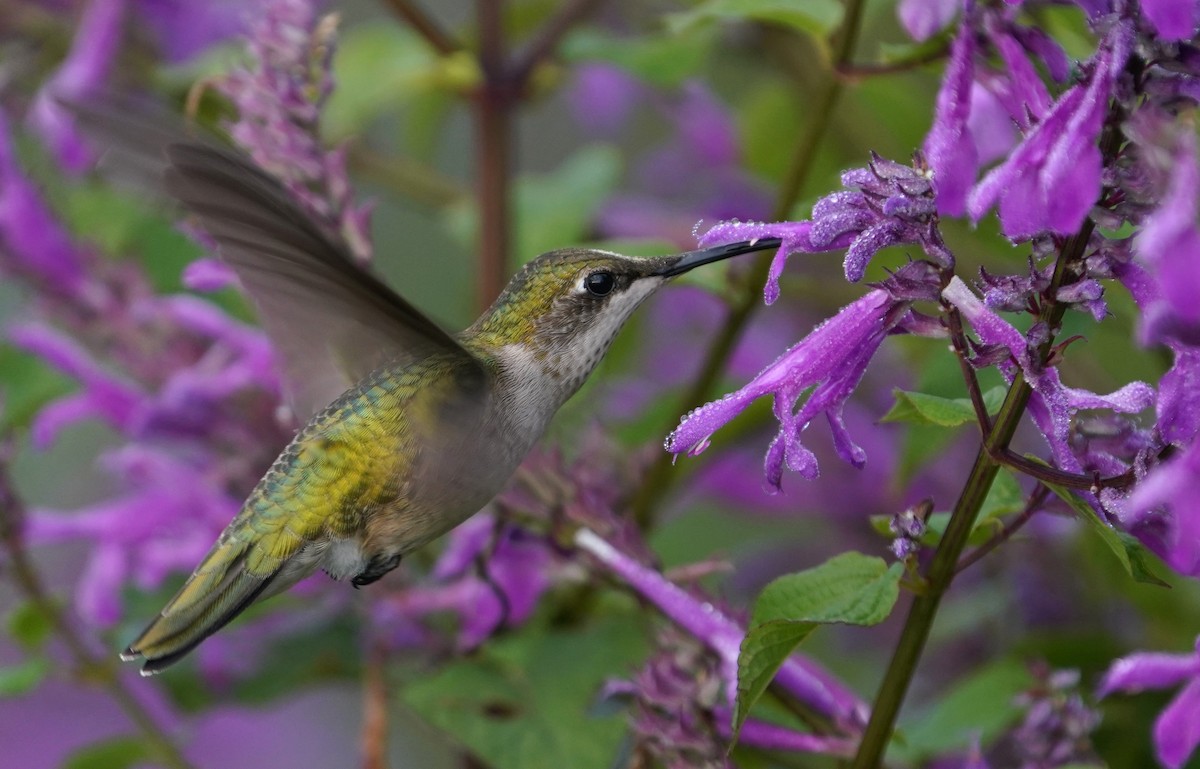 Рубиновогорлый колибри - ML646772509