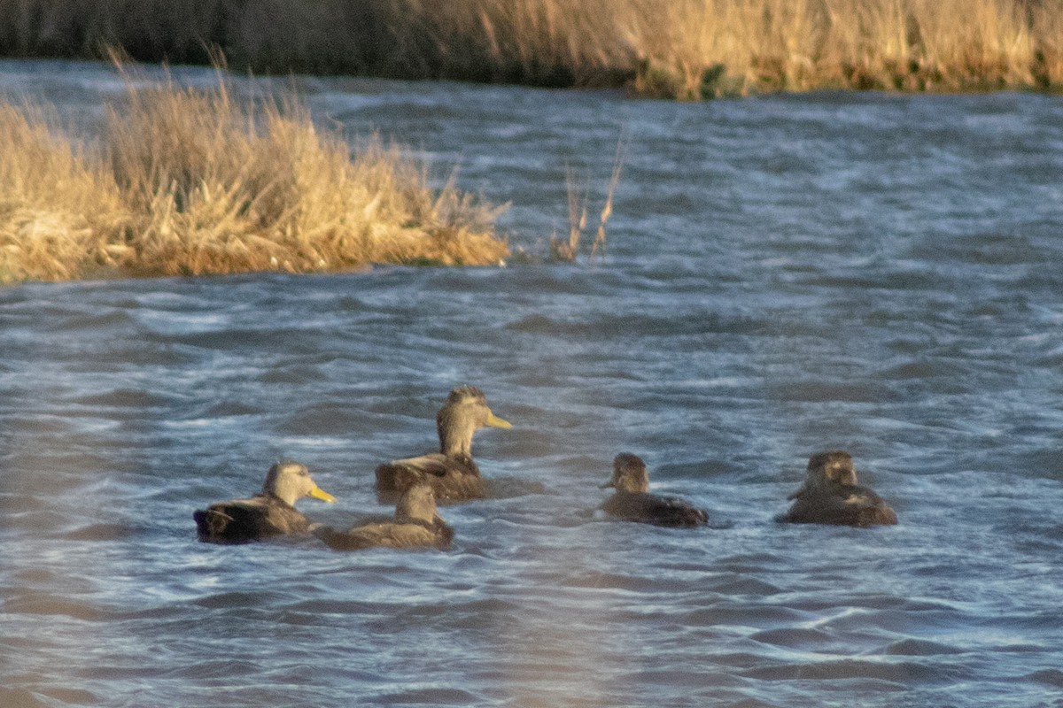 rødfotand - ML646772510