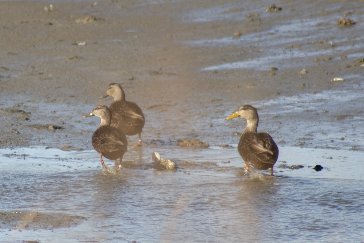 rødfotand - ML646772511