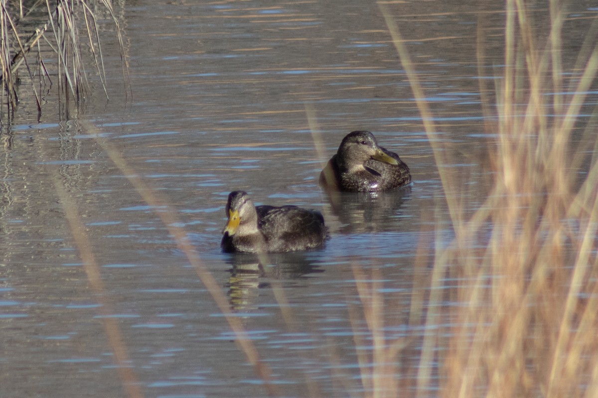 rødfotand - ML646772512