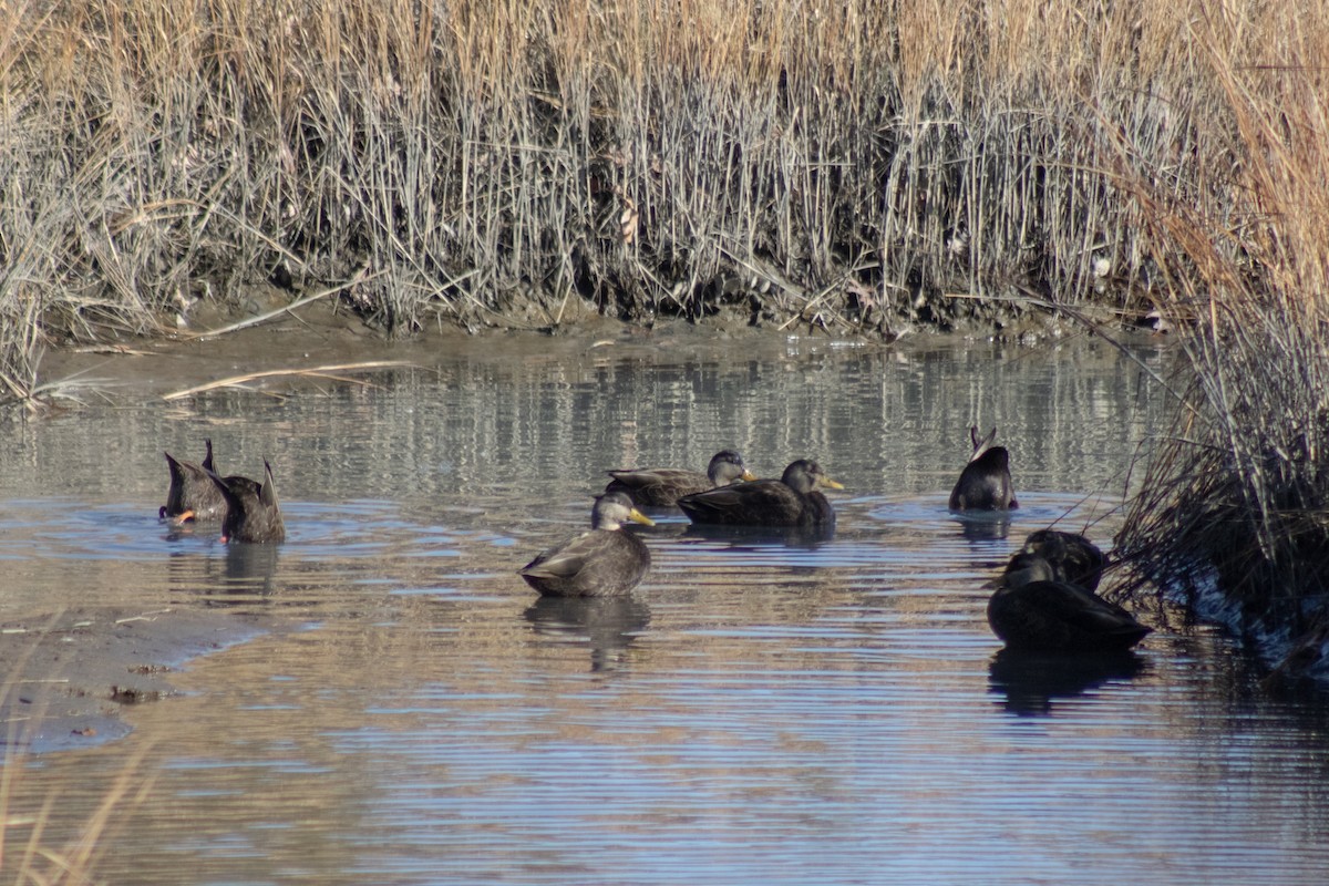 rødfotand - ML646772513