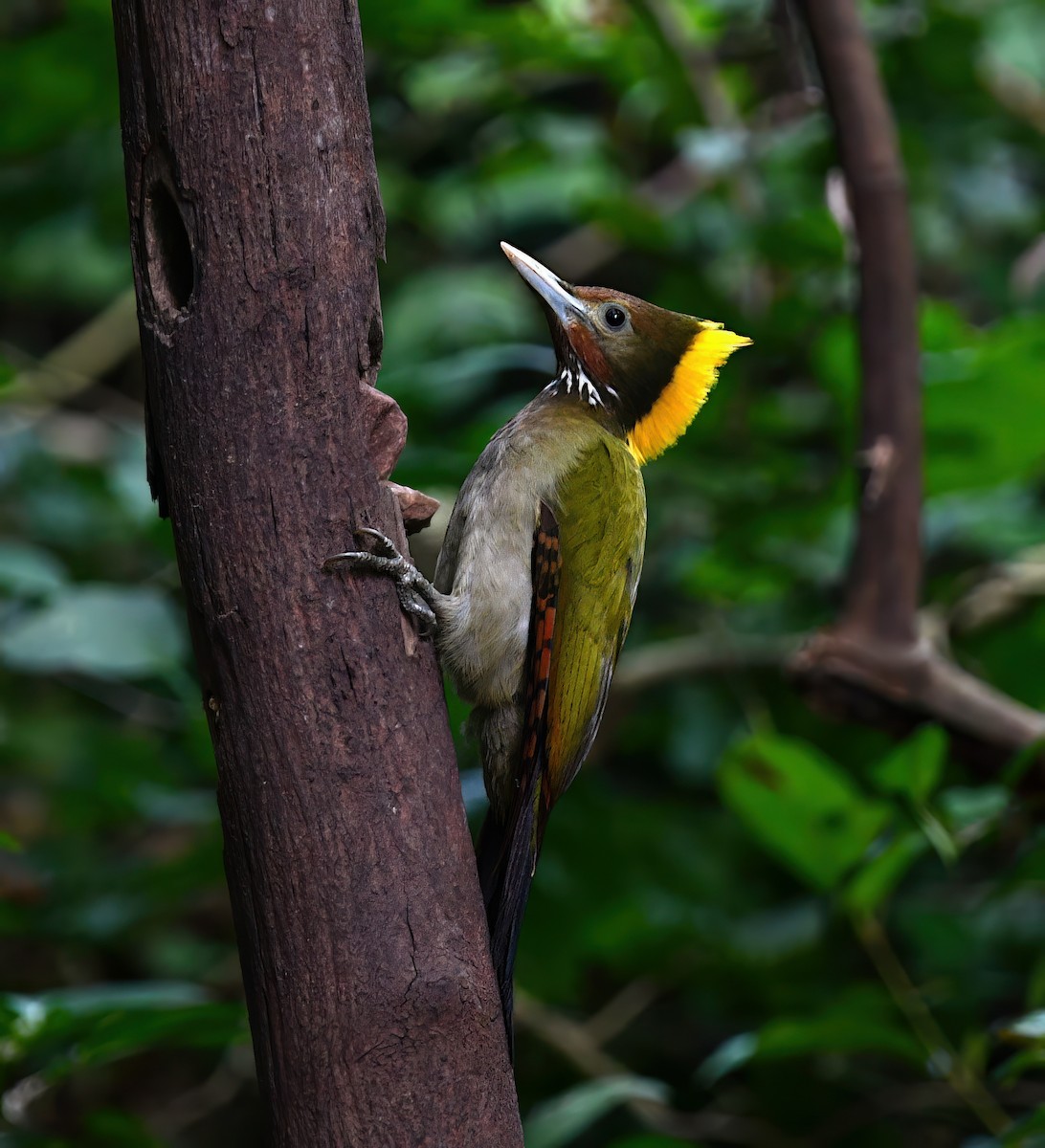 Greater Yellownape - ML646772515