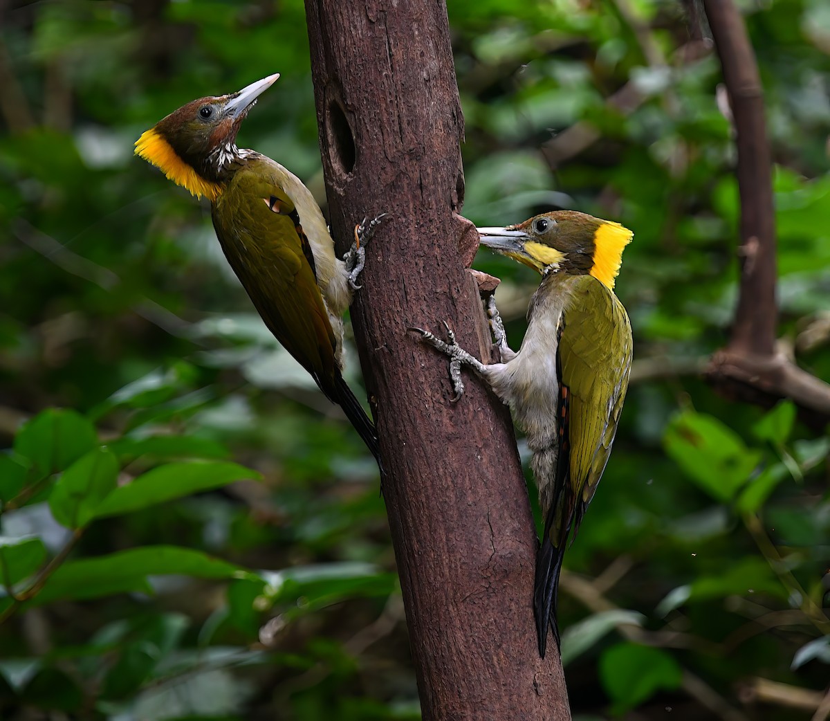 Greater Yellownape - ML646772516