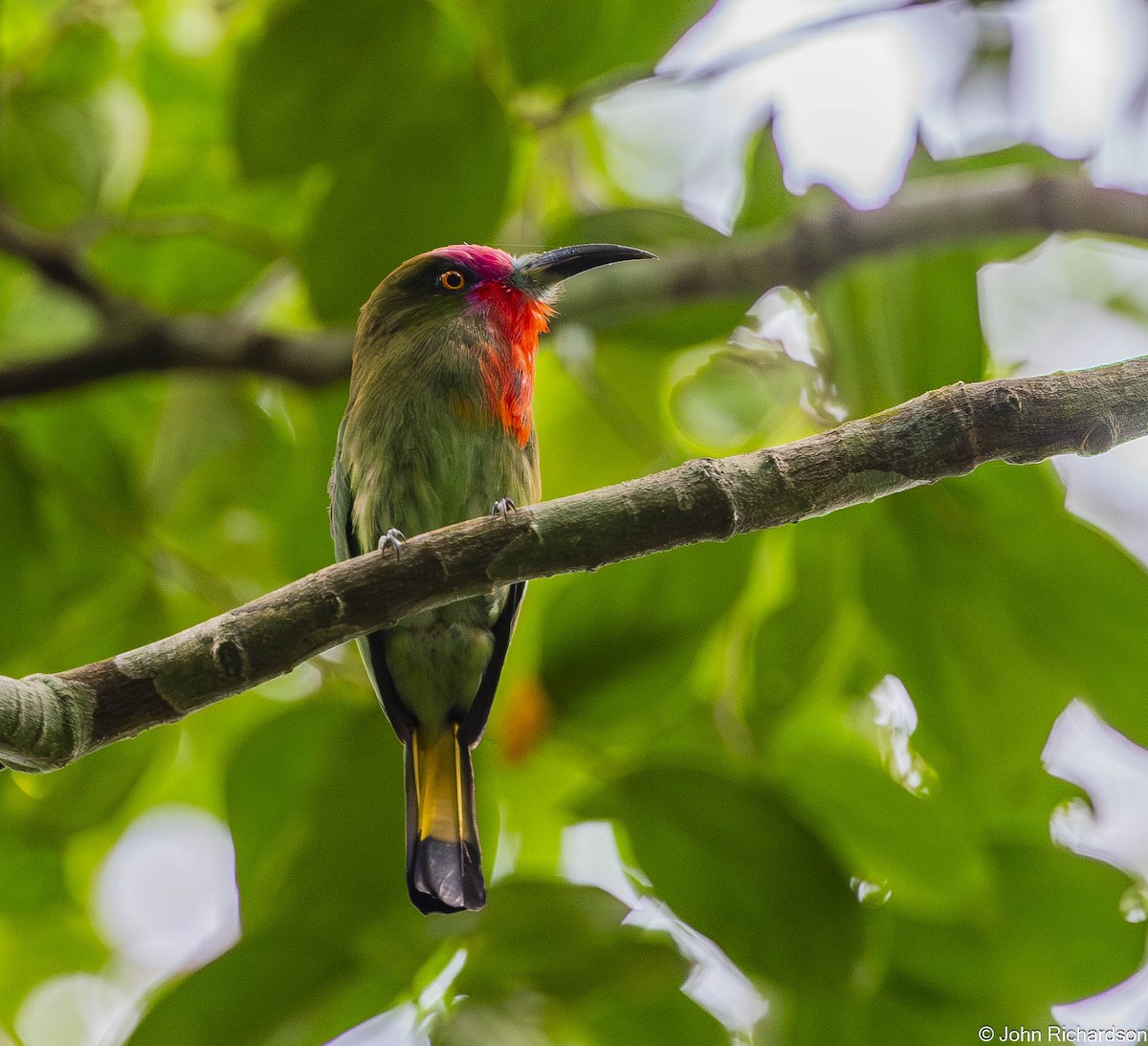 rødskjeggbieter - ML646772517