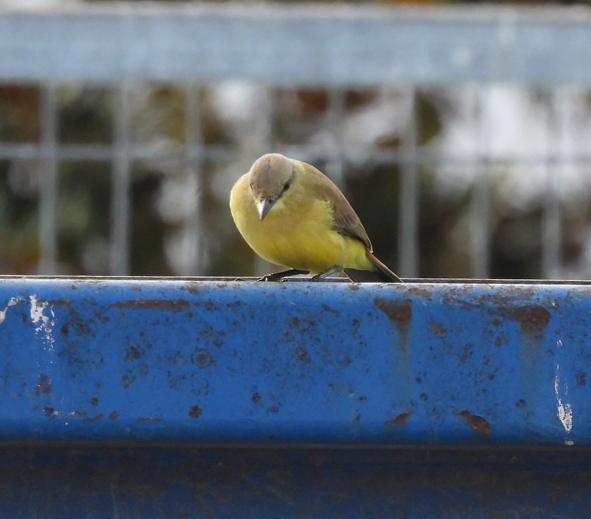 Cattle Tyrant - ML646772529