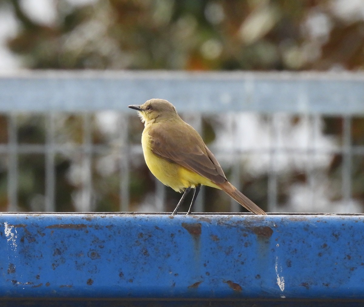 Cattle Tyrant - ML646772530