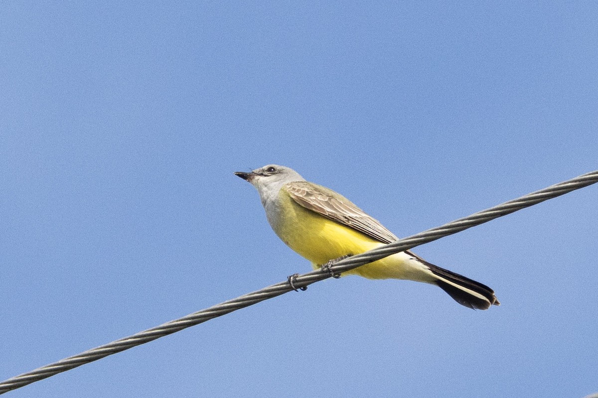 ニシタイランチョウ - ML646772531