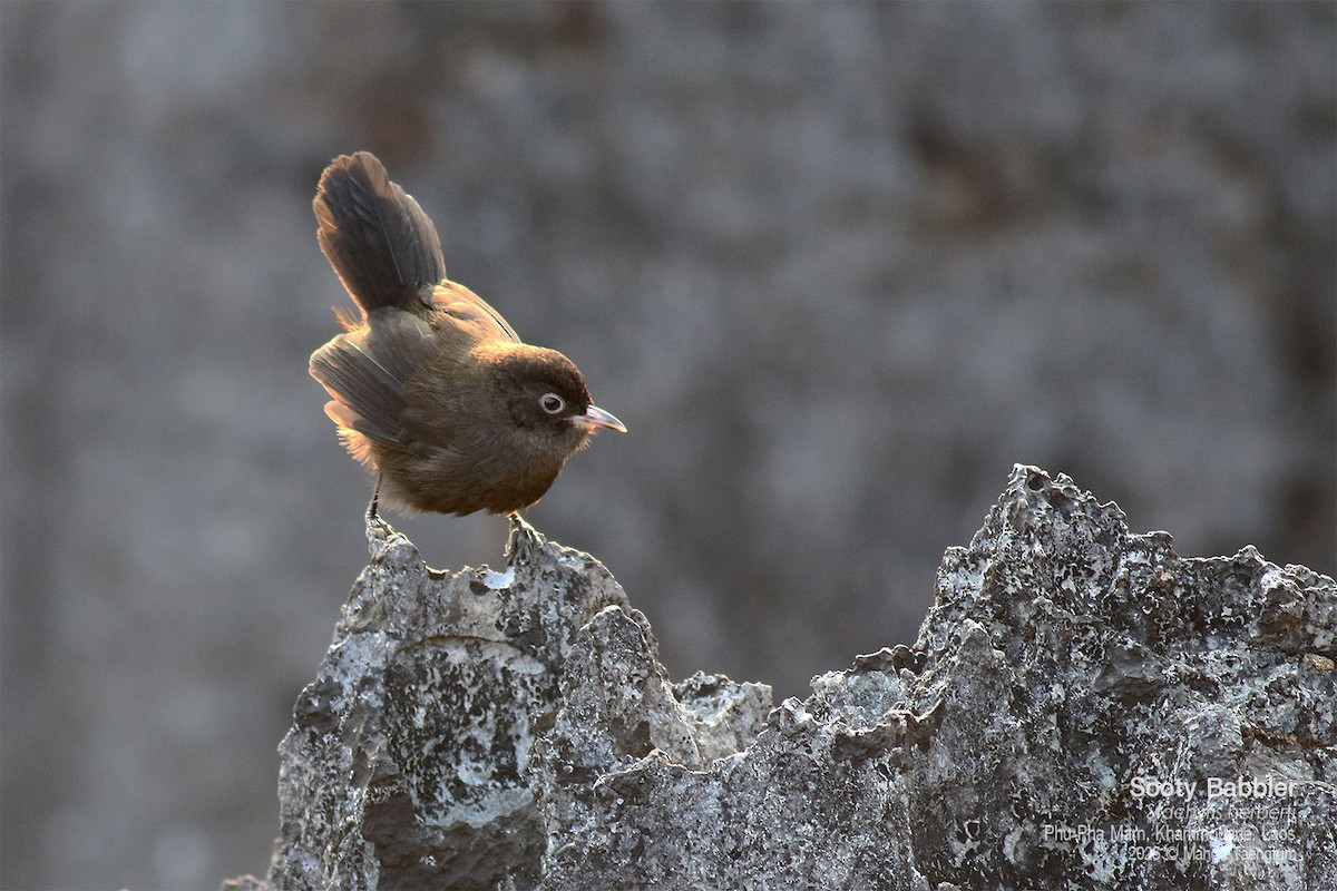 Sooty Babbler - ML646772535