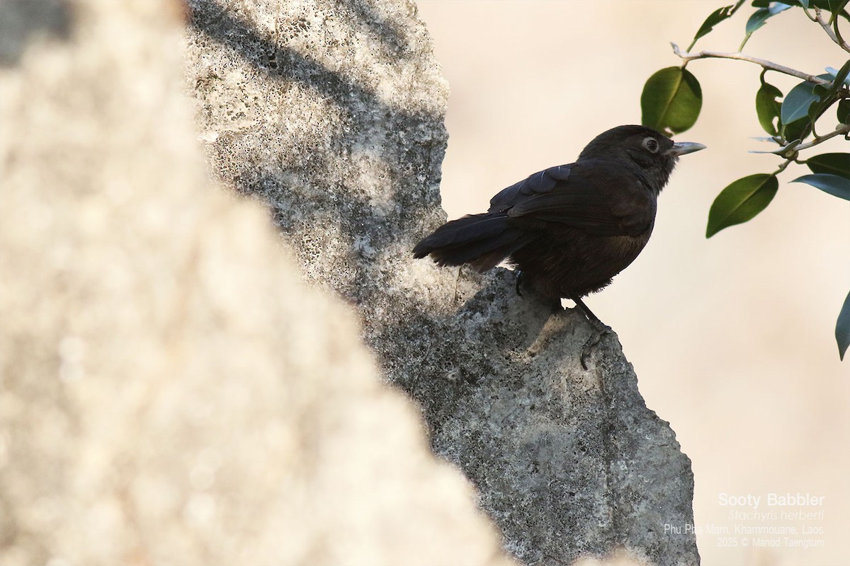 Sooty Babbler - ML646772536