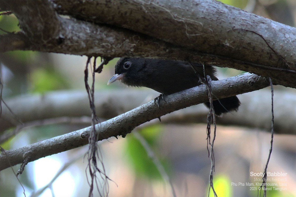 Sooty Babbler - ML646772537