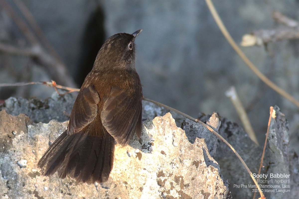 Sooty Babbler - ML646772538