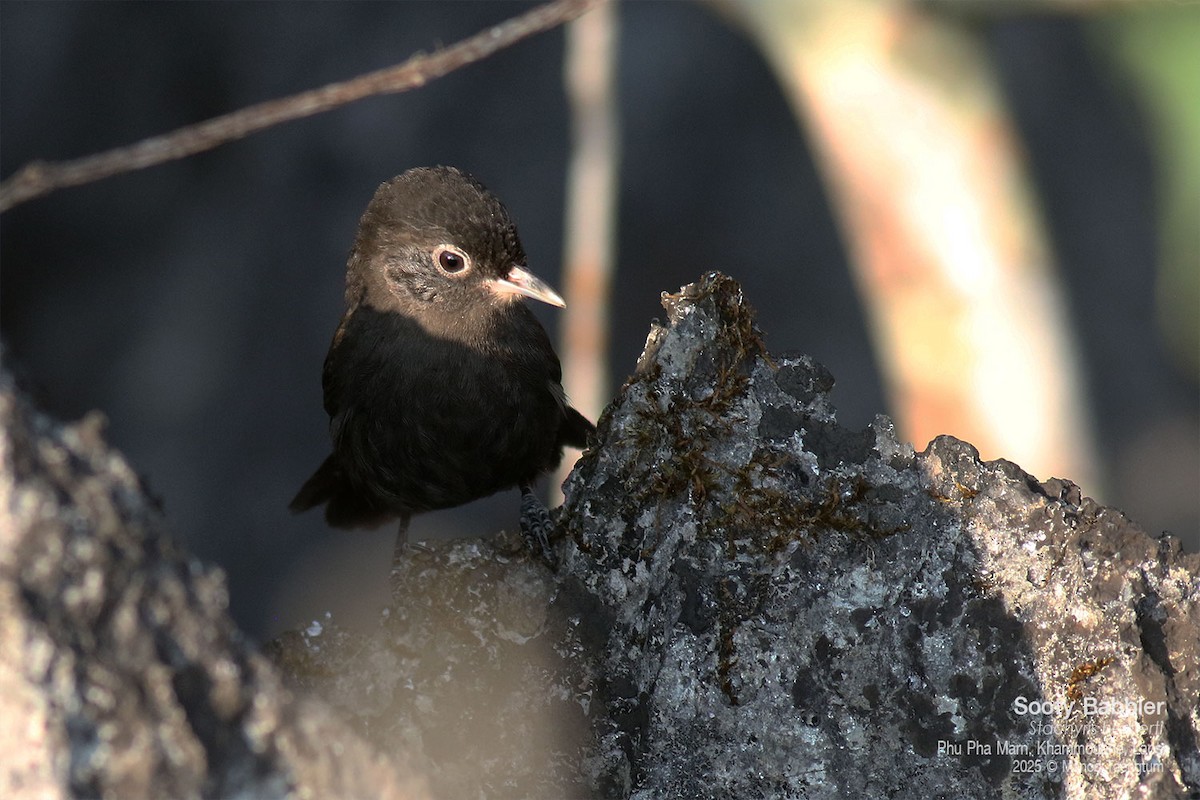 Sooty Babbler - ML646772539