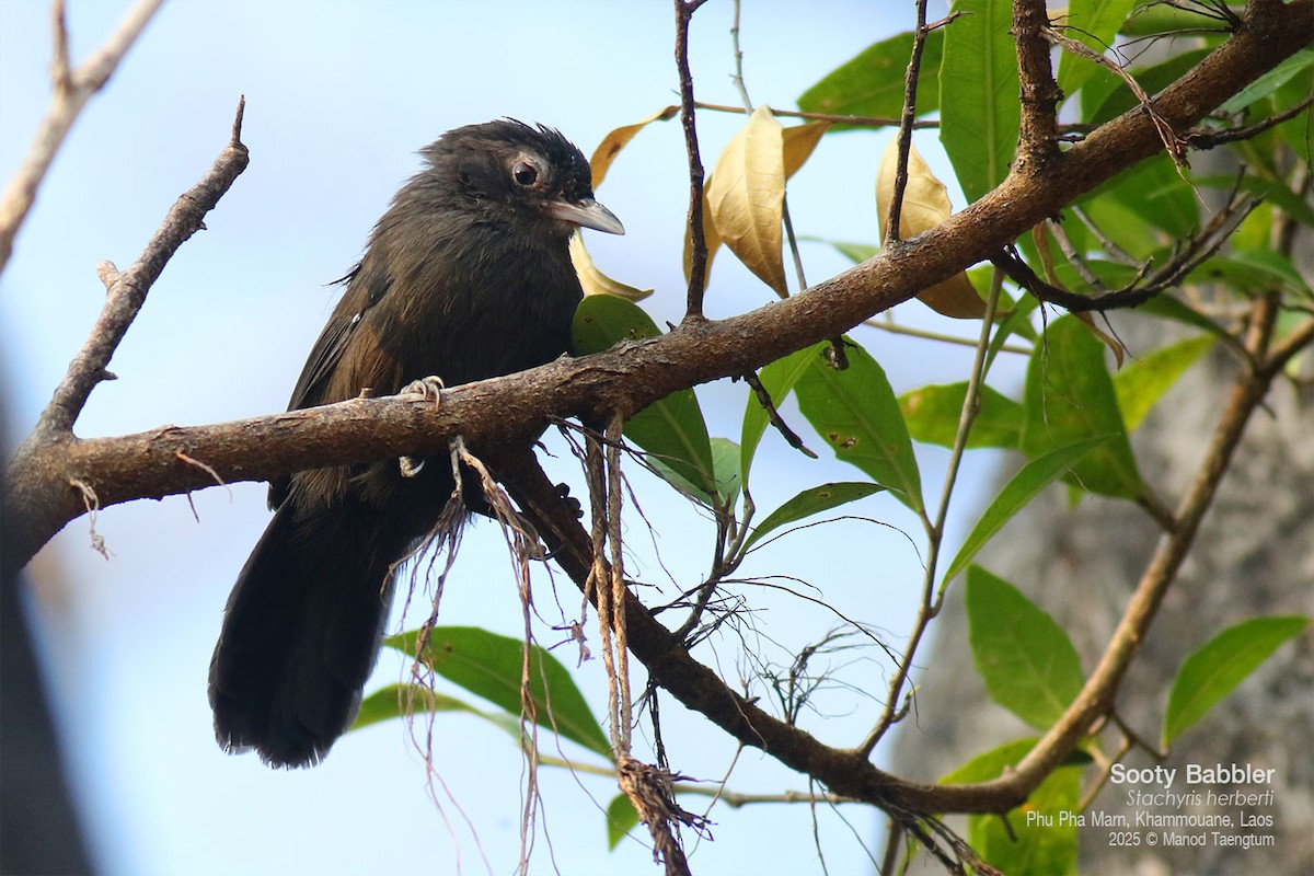 Sooty Babbler - ML646772540