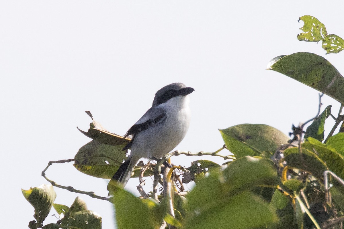 Amerika Örümcekkuşu - ML646772543