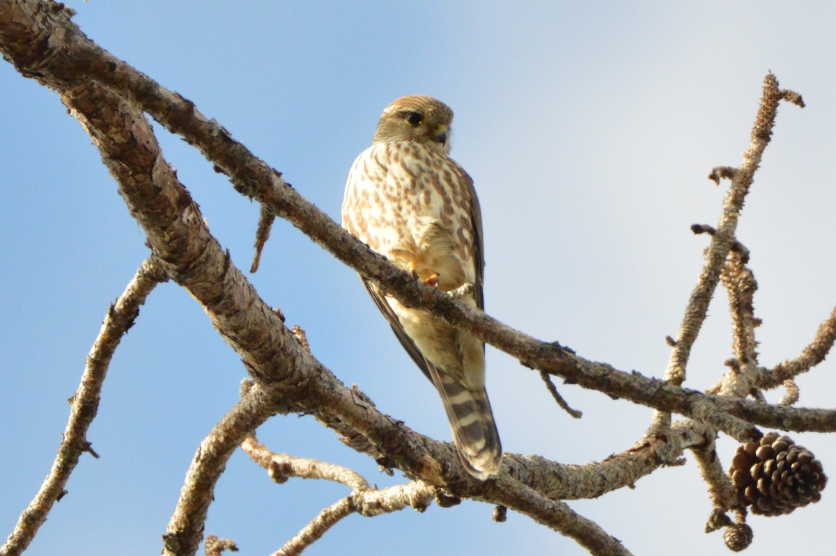 Merlin - ML646772544